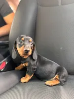 Linda, a female Miniature Dachshund for sale in Buena Park, CA – Photo 1 of 2