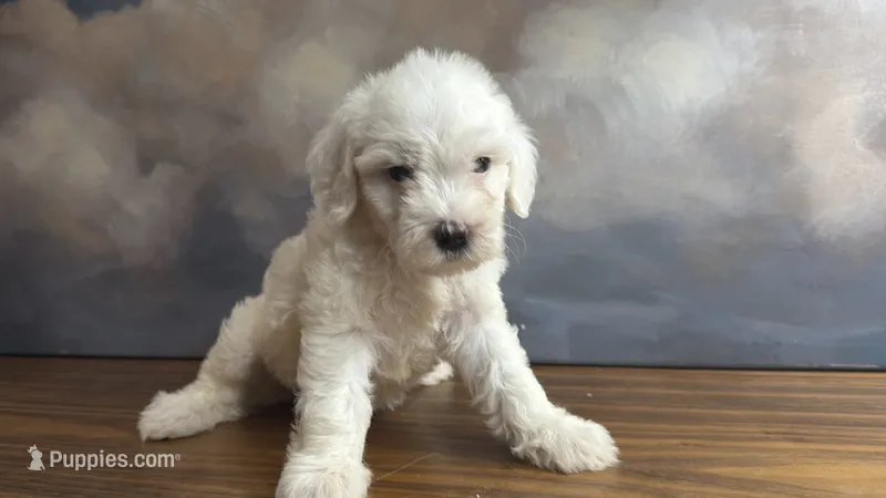 Louie – Miniature Goldendoodle puppy for sale in Phoenix, AZ