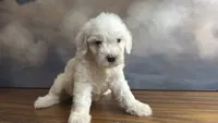 Louie, a male Miniature Goldendoodle for sale in Phoenix, AZ – 1 of 3