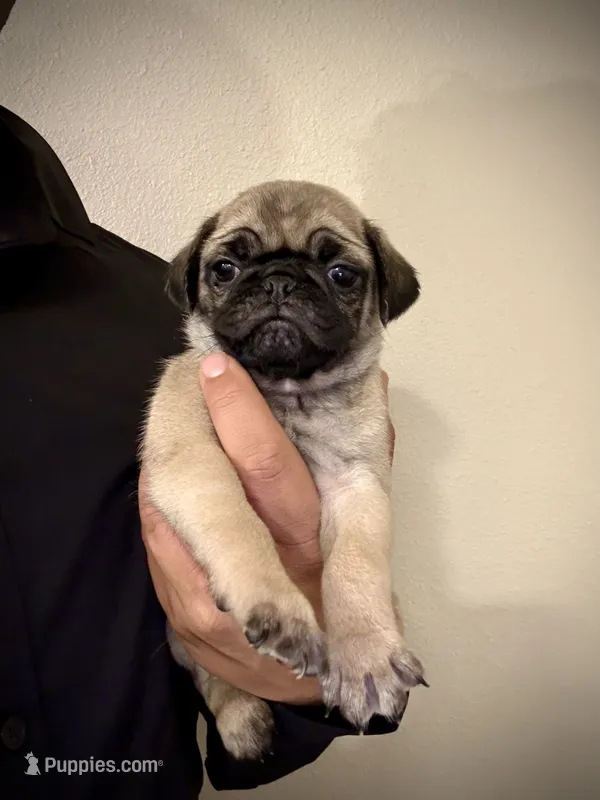 Paco – Pug puppy for sale in Buena Park, CA