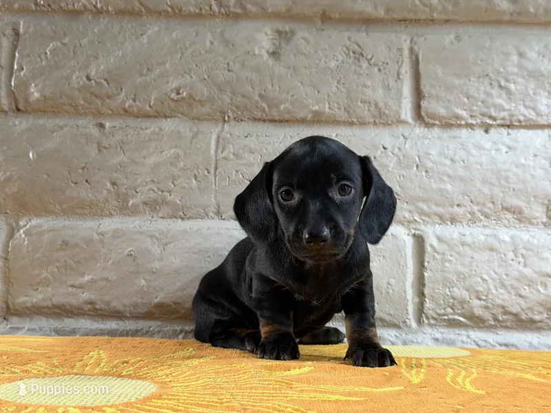 Onyx – Miniature Dachshund puppy for sale in Phoenix, AZ