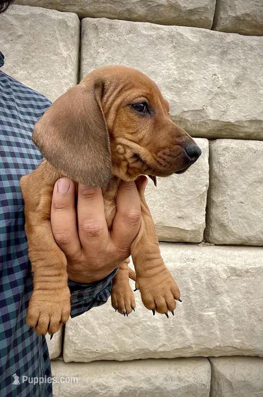 Teddy – Miniature Dachshund puppy for sale in Buena Park, CA