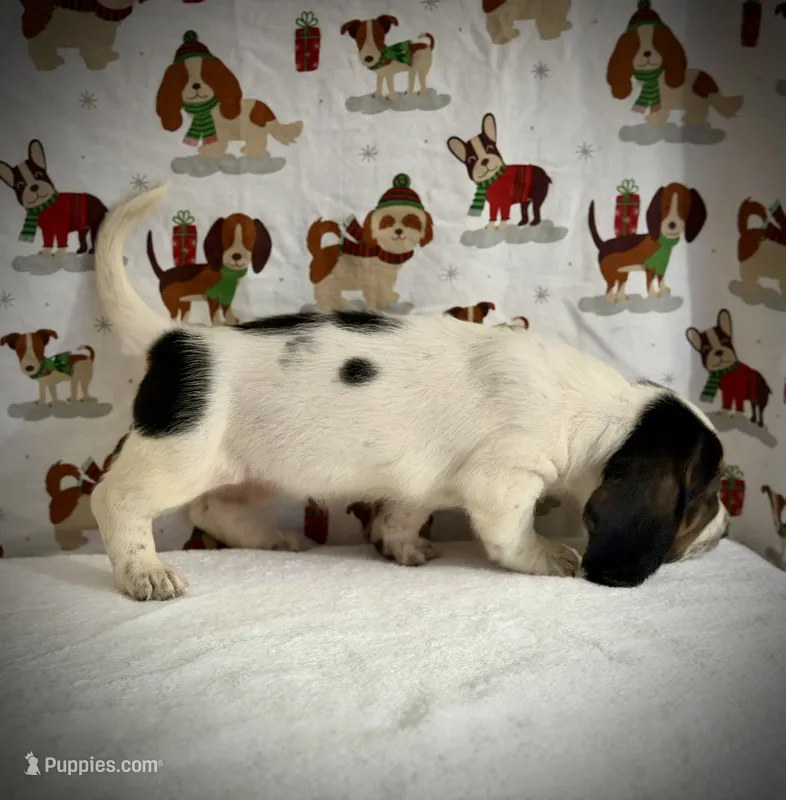 Grace – Basset Hound puppy for sale in Phoenix, AZ
