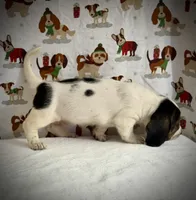 Grace, a female Basset Hound for sale in Phoenix, AZ – 1 of 4