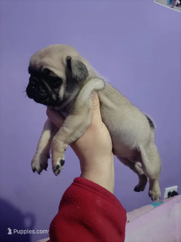 Carmen – Pug puppy for sale in Buena Park, CA