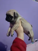 Carmen, a female Pug for sale in Buena Park, CA – 1 of 1