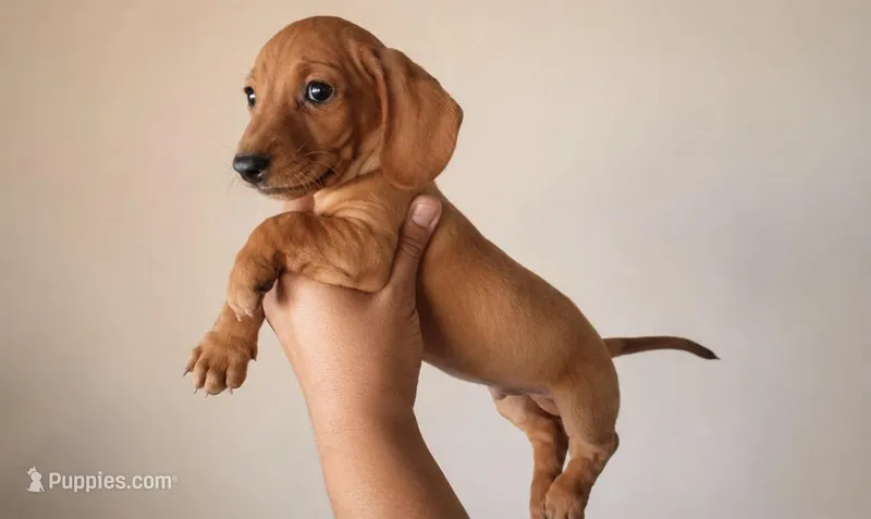Milo – Miniature Dachshund puppy for sale in Buena Park, CA