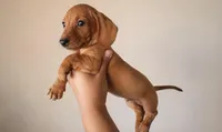 Milo, a male Miniature Dachshund for sale in Buena Park, CA – 1 of 1