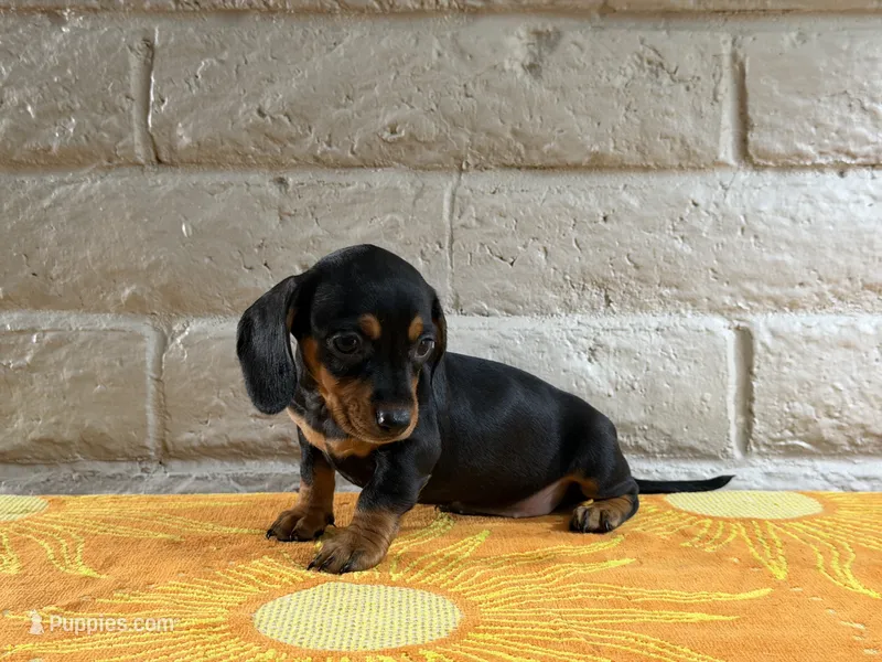 Gigi – Miniature Dachshund puppy for sale in Phoenix, AZ