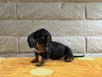 Gigi, a female Miniature Dachshund for sale in Phoenix, AZ – 1 of 5