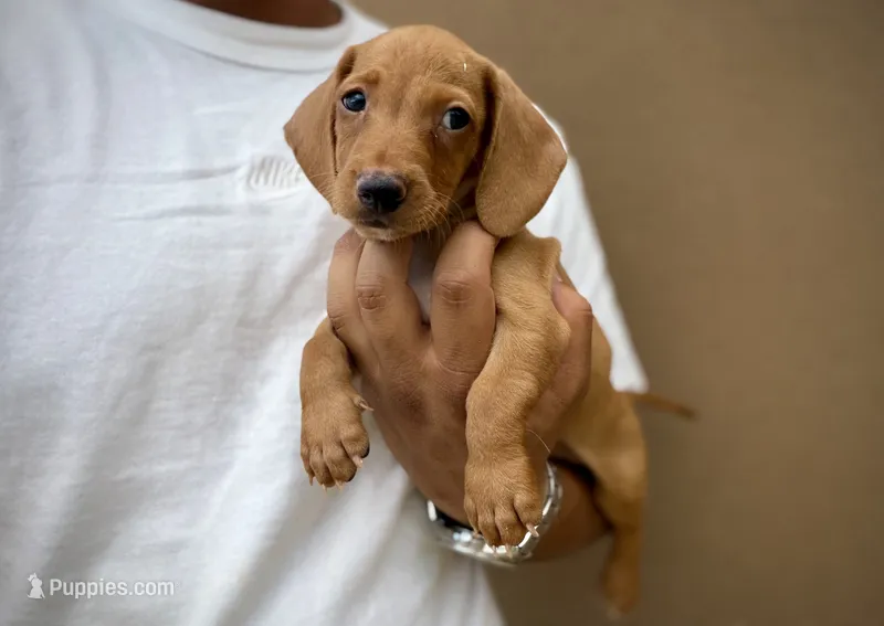 Teddy – Miniature Dachshund puppy for sale in Phoenix, AZ