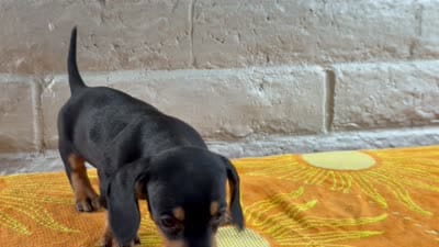 Kaizen, a male Miniature Dachshund for sale in Phoenix, AZ – 4 of 4