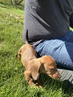 Theo, a male Miniature Dachshund for sale in Buena Park, CA – 2 of 3