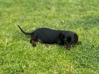 Karla, a female Dachshund for sale in Buena Park, CA – Photo 2 of 2