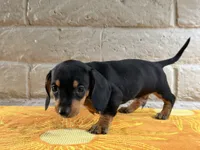 Kaizen, a male Miniature Dachshund for sale in Phoenix, AZ – 2 of 4