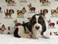 Winston, a male Basset Hound for sale in Phoenix, AZ – 3 of 5
