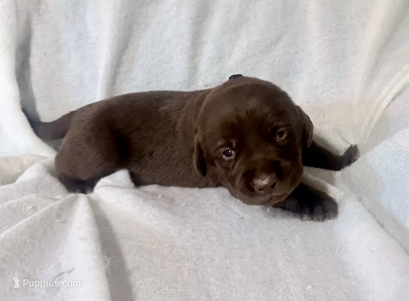 Dark blue puppy – Labrador Retriever puppy for sale in Moore Haven, FL