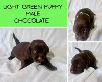 Light green puppy, a male Labrador Retriever for sale in Moore Haven, FL – 2 of 2