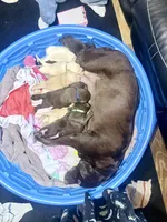 Light blue puppy, a female Labrador Retriever for sale in Moore Haven, FL – 4 of 4