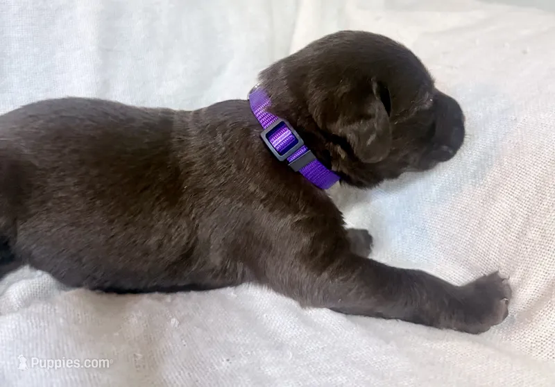 Purple puppy  – Labrador Retriever puppy for sale in Moore Haven, FL