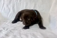 Light blue puppy, a female Labrador Retriever for sale in Moore Haven, FL – 1 of 4