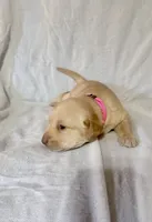 Pink puppy, a female Labrador Retriever for sale in Moore Haven, FL – 2 of 3