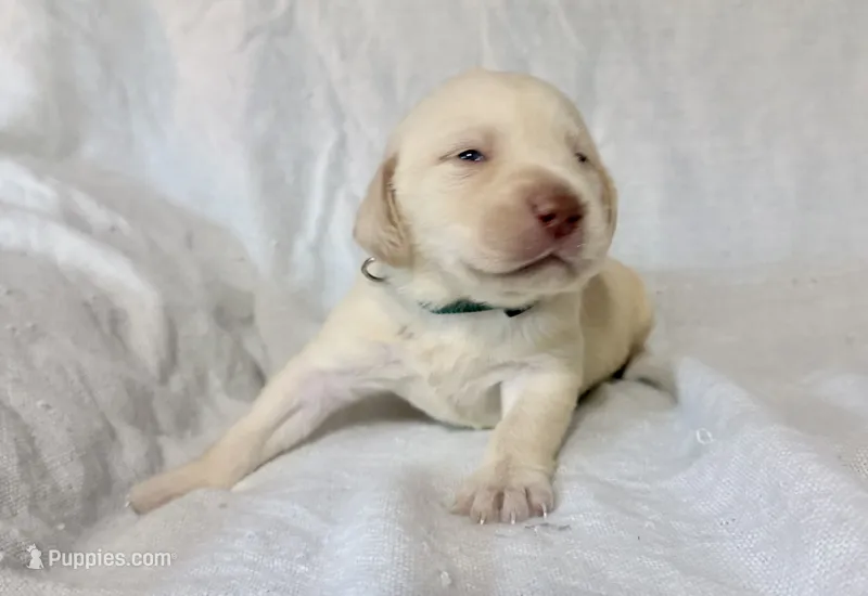 Dark green puppy – Labrador Retriever puppy for sale in Moore Haven, FL