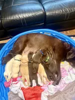 Dark blue puppy, a male Labrador Retriever for sale in Moore Haven, FL – 2 of 4