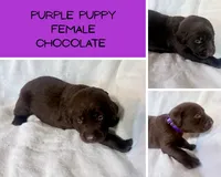 Purple puppy , a female Labrador Retriever for sale in Moore Haven, FL – 2 of 2