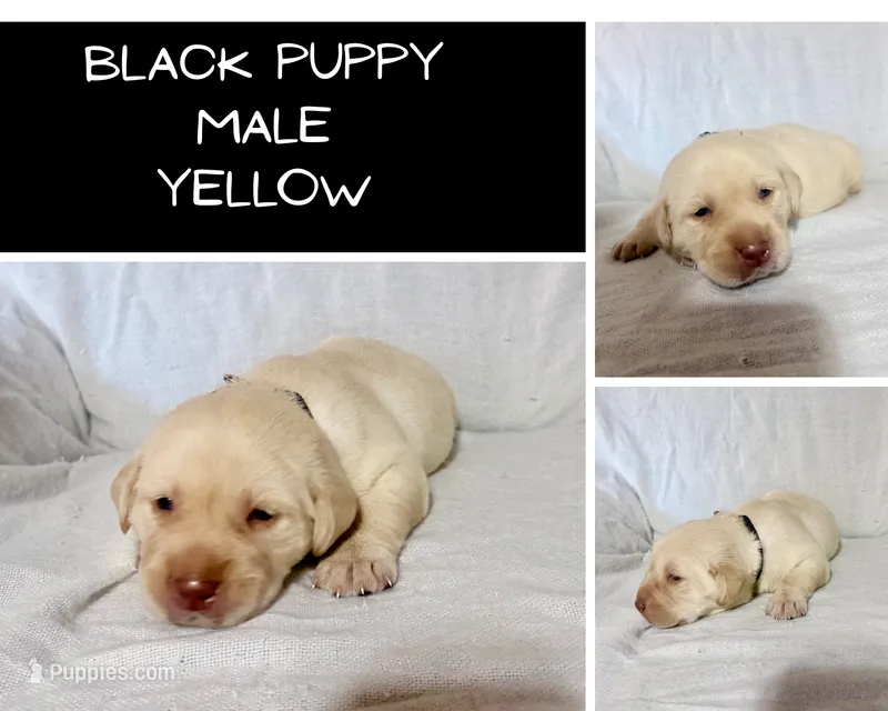 Black puppy – Labrador Retriever puppy for sale in Moore Haven, FL