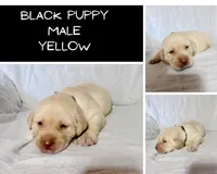 Black puppy, a male Labrador Retriever for sale in Moore Haven, FL – 1 of 1
