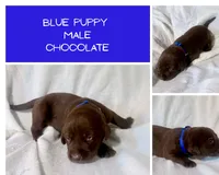 Dark blue puppy, a male Labrador Retriever for sale in Moore Haven, FL – 4 of 4
