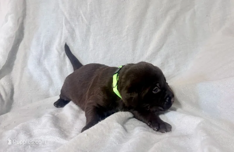 Light green puppy – Labrador Retriever puppy for sale in Moore Haven, FL