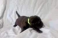 Light green puppy, a male Labrador Retriever for sale in Moore Haven, FL – 1 of 2