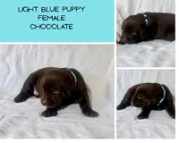 Light blue puppy, a female Labrador Retriever for sale in Moore Haven, FL – 2 of 4