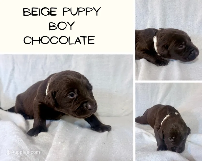 Beige puppy – Labrador Retriever puppy for sale in Moore Haven, FL