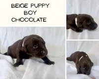 Beige puppy, a male Labrador Retriever for sale in Moore Haven, FL – 1 of 1