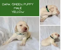 Dark green puppy, a male Labrador Retriever for sale in Moore Haven, FL – 2 of 2