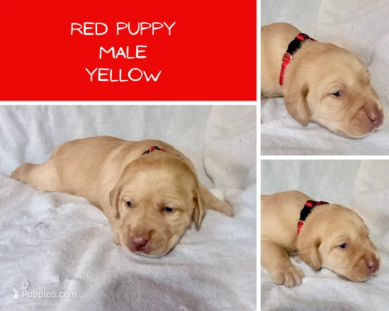 Red puppy – Labrador Retriever puppy for sale in Moore Haven, FL