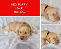 Red puppy, a male Labrador Retriever for sale in Moore Haven, FL – 1 of 1