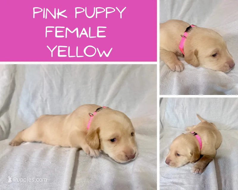 Pink puppy – Labrador Retriever puppy for sale in Moore Haven, FL