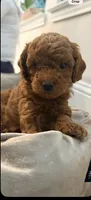 Mini Poodle, a male Poodle - Miniature  for sale in Tomball, TX – 2 of 3