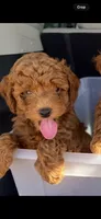 Mini Poodle, a male Poodle - Miniature  for sale in Tomball, TX – 3 of 3