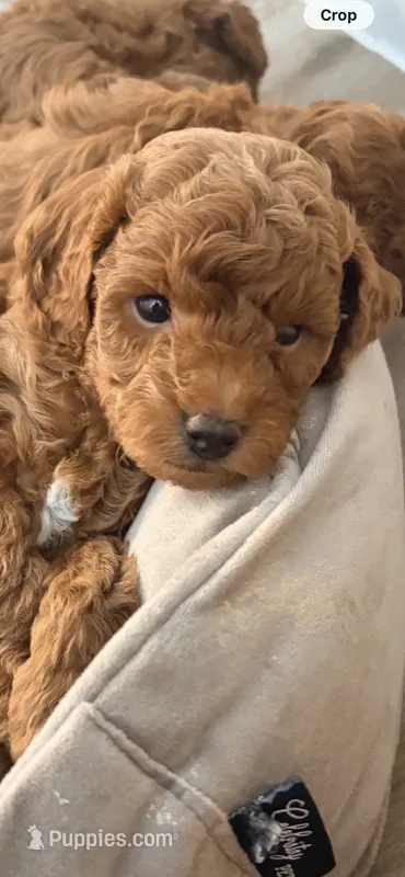 Mini Poodle – Poodle - Miniature  puppy for sale in Tomball, TX