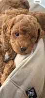 Mini Poodle, a male Poodle - Miniature  for sale in Tomball, TX – 1 of 3