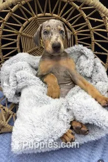 BLUE TAN – Doberman Pinscher puppy for sale in Hollywood, FL