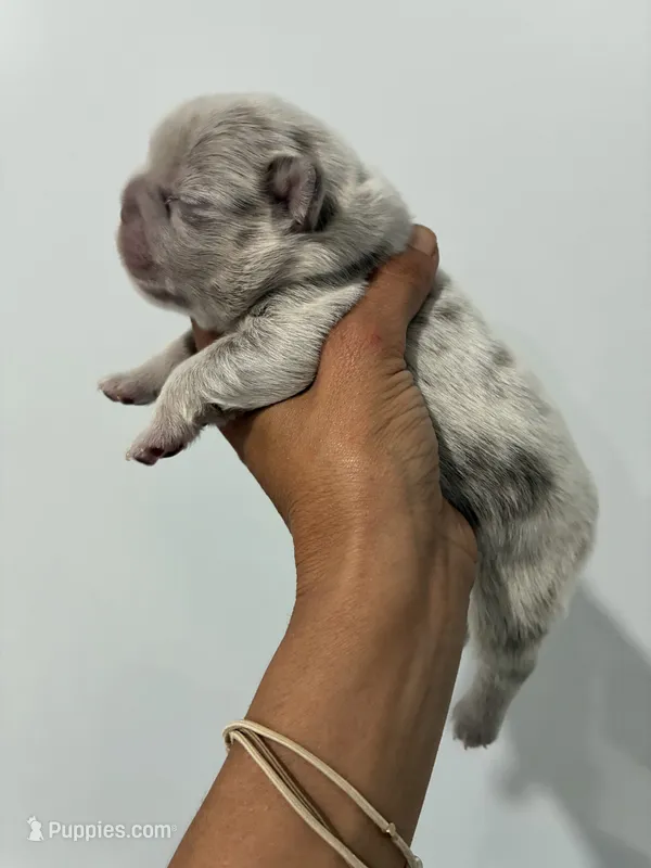 ISABELLA FLUFFY MERLE – French Bulldog puppy for sale in Hollywood, FL