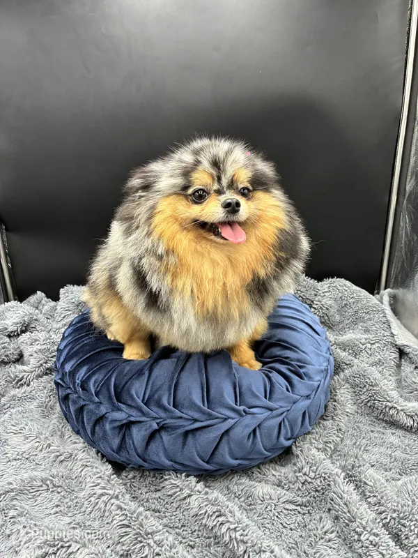 Pomeranian  – Pomeranian puppy for sale in Hollywood, FL