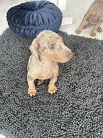 Doberman Isabella, a male Doberman Pinscher for sale in Hollywood, FL – 4 of 4