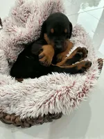 Doberman 1 Blk Tan, a male Doberman Pinscher for sale in Hollywood, FL – 2 of 2